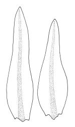 Orthotrichum crassifolium subsp. crassifolium, leaves. Drawn from D.H. Vitt 2316, CHR 556093.
 Image: R.C. Wagstaff © Landcare Research 2017 